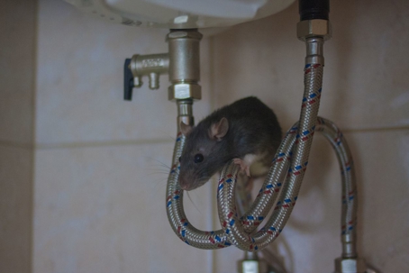 Rat sitting on pipes